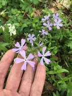 Image of wild blue phlox