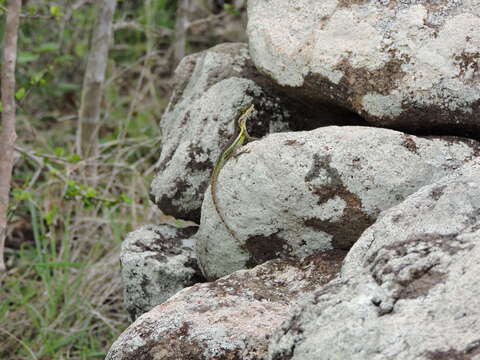 Image of Panther Anole