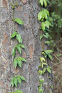 Image de Bignonia capreolata L.