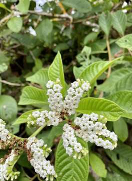 Image de Tournefortia rufosericea Hook. fil.