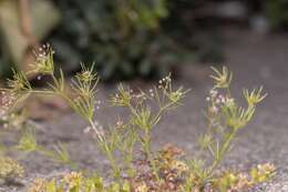 Image of Galium setaceum Lam.