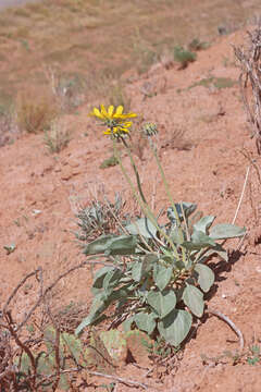 Image of nakedstem sunray