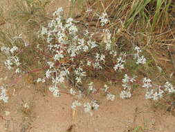 Image of woolly tidestromia