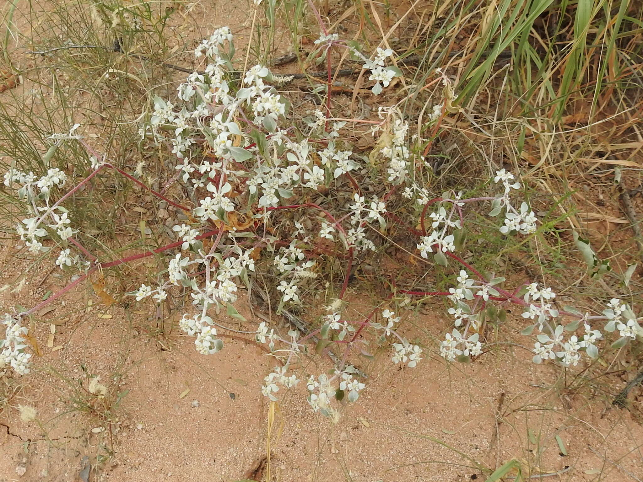 Imagem de Tidestromia lanuginosa (Nutt.) Standl.