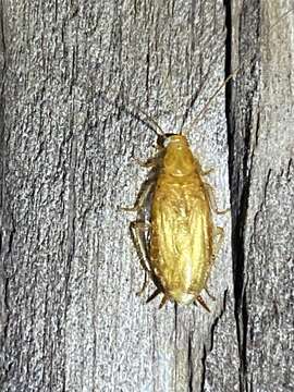 Image of Small Yellow Texas Cockroach