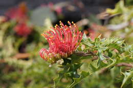 Image of Grevillea aquifolium Lindl.