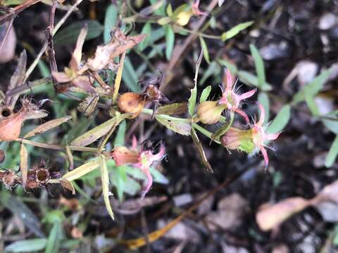 Imagem de Rhexia aristosa Britton