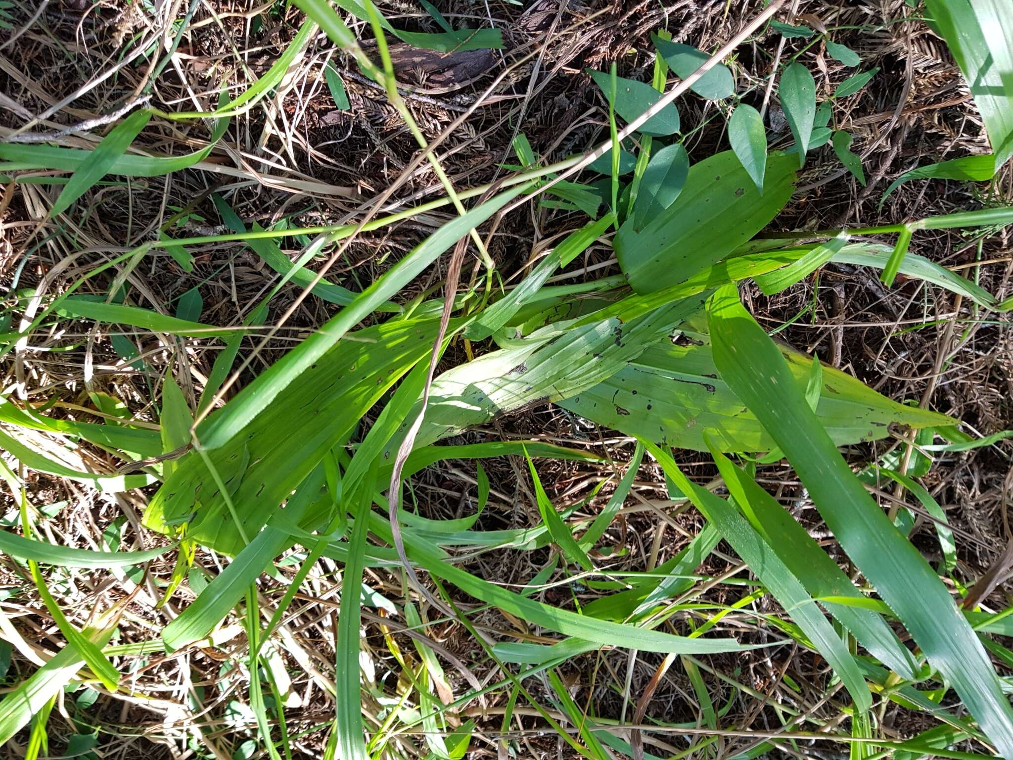 Image of Pink nodding orchid