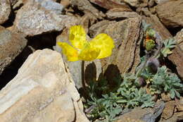 Image of Papaver lapeyrousianum Gutermann