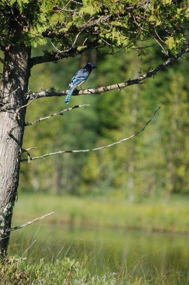 Image of Blue Jay