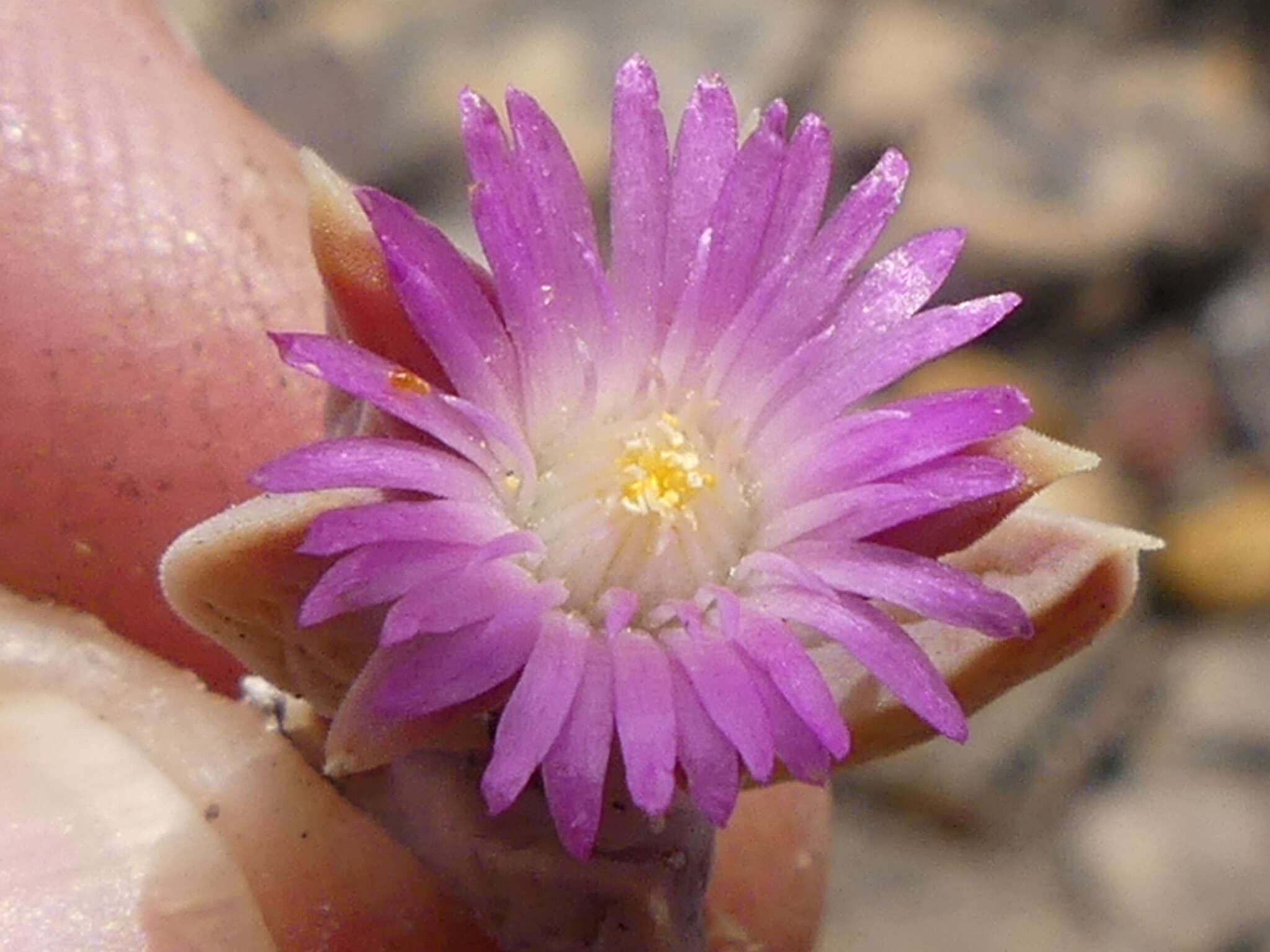 Image of Delosperma mariae L. Bol.