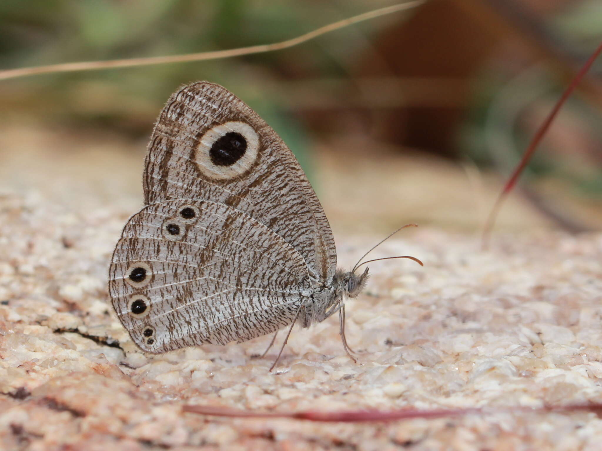 Image of Ypthima striata