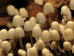 Image of Trooping Inkcaps