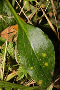 Image of Puccinia arenariae (Schumach.) J. Schröt. 1880