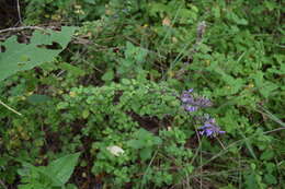 Image of Hedeoma palmeri Hemsl.