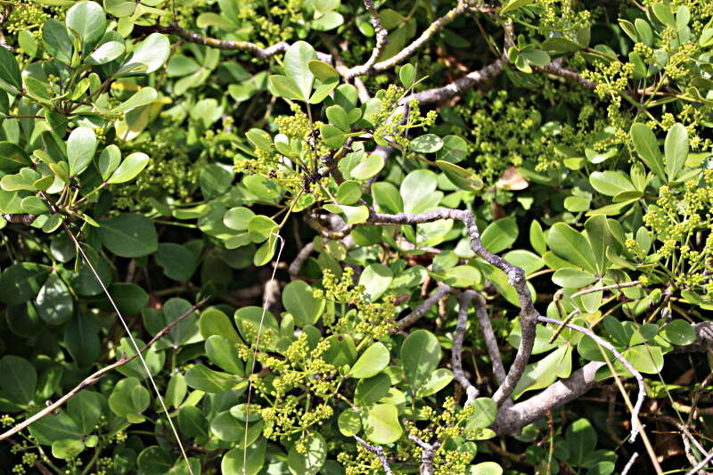 Image of Pseudopanax lessonii (DC.) K. Koch