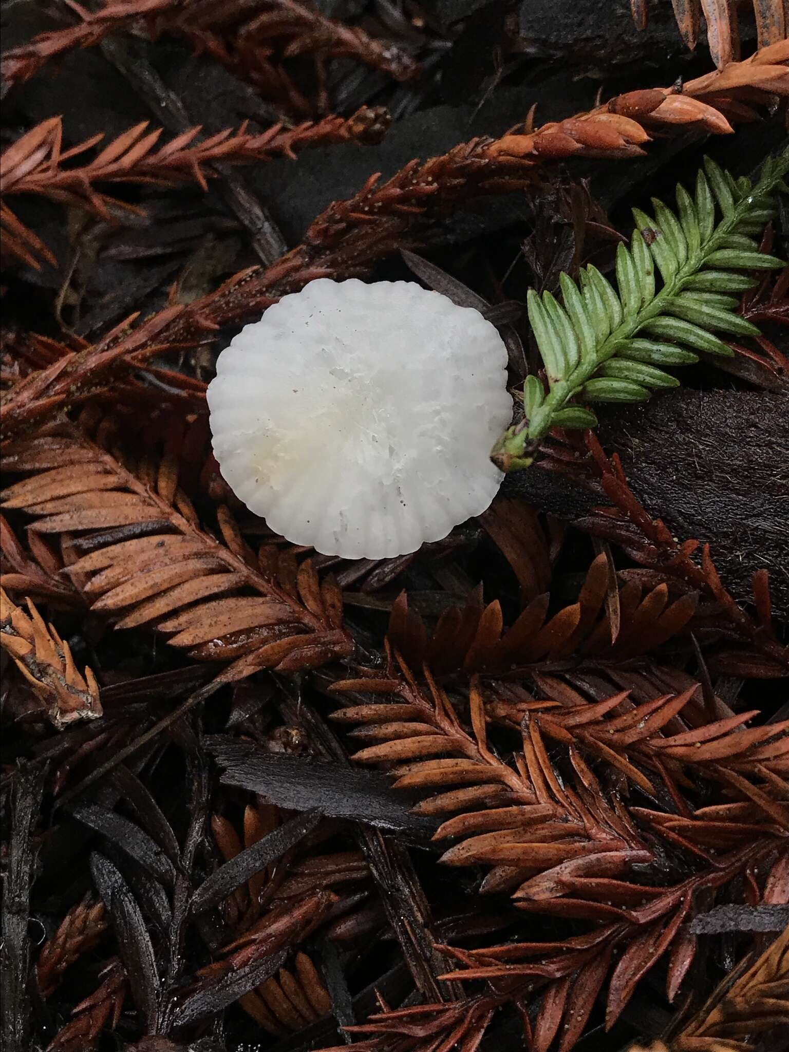 Image de Marasmius calhouniae Singer 1989