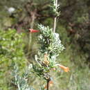 صورة Clinopodium sericeum (C. Presl ex Benth.) Govaerts
