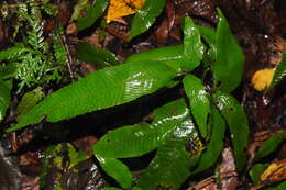 Image of Grypothrix triphylla (Sw.) S. E. Fawc. & A. R. Sm.