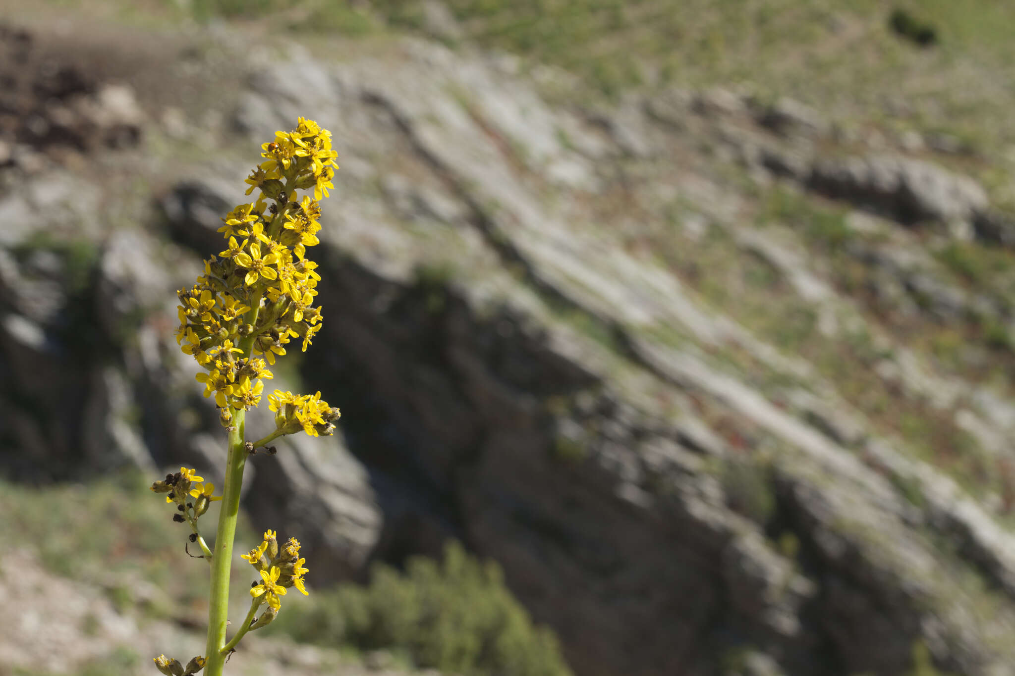 Image of Ligularia heterophylla Rupr.