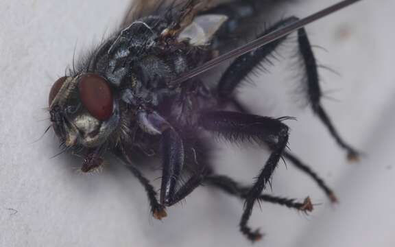 صورة Sarcophaga carnaria (Linnaeus 1758)