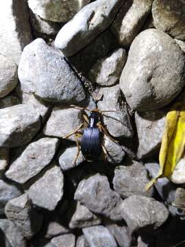 Image of Pheropsophus (Stenaptinus) emarginatus Chaudoir 1876