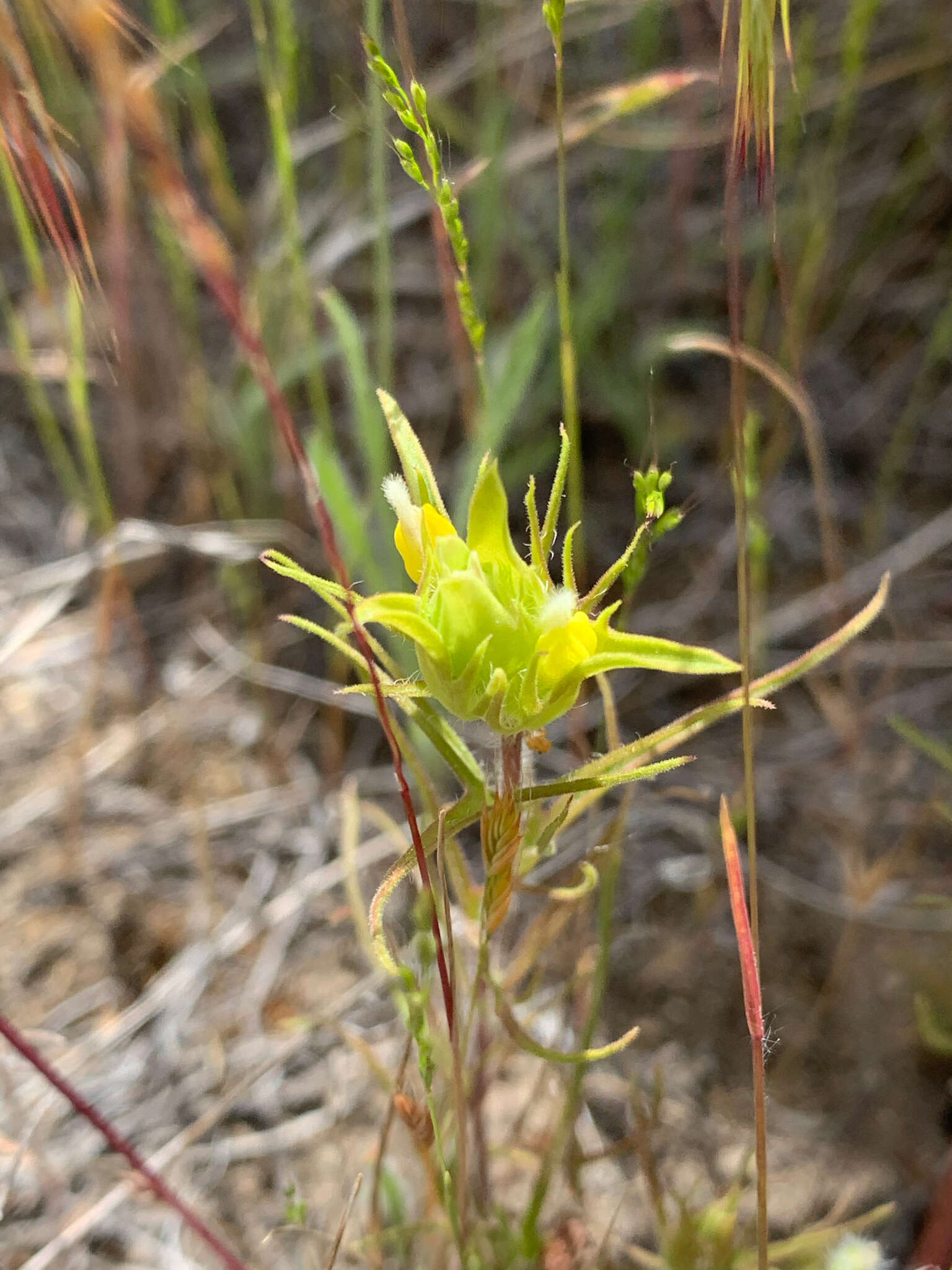 Слика од Orthocarpus barbatus J. S. Cotton