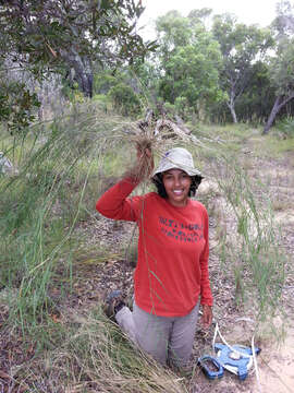 Image de Tricholaena monachne (Trin.) Stapf & C. E. Hubb.