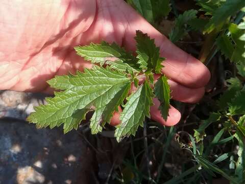 Scrophularia sambucifolia L. resmi