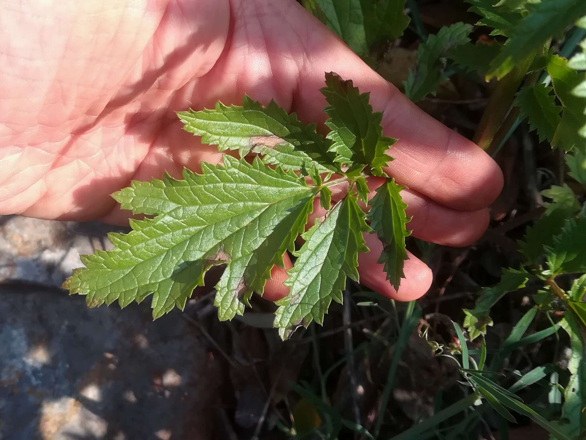 Scrophularia sambucifolia L. resmi