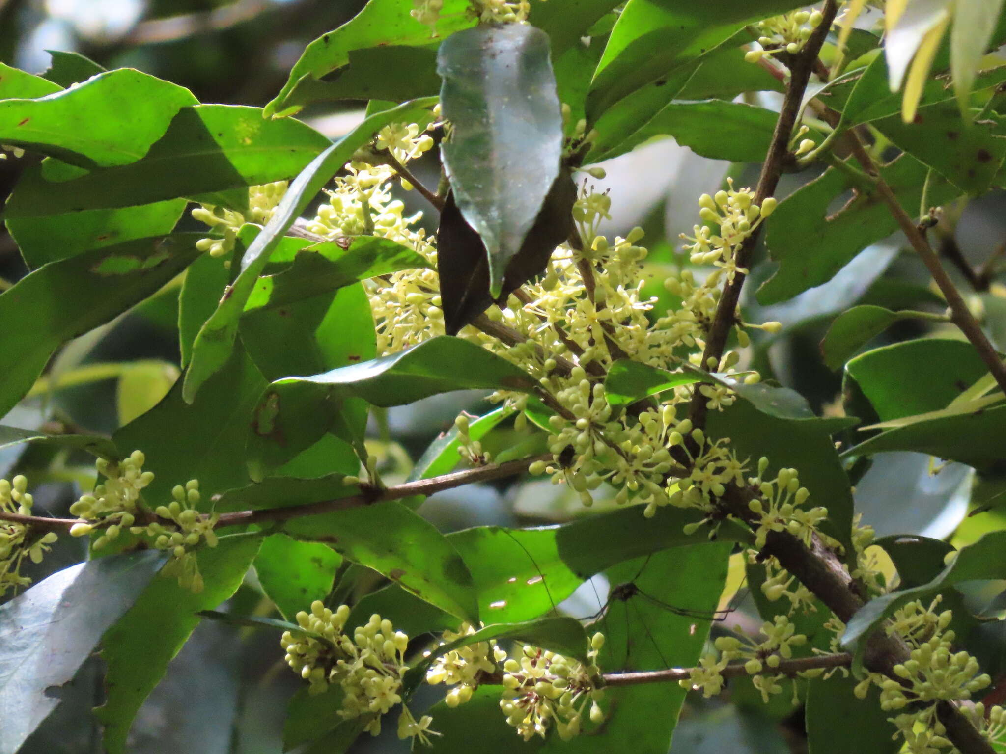 Ilex formosana Maxim. resmi