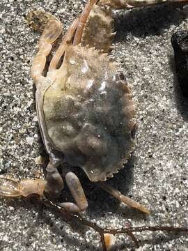 Image of blotched swimming crab