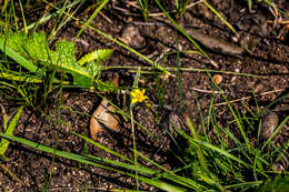 Image of Hypoxis flanaganii Baker