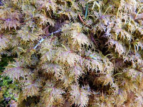 Image of hylocomium feather moss