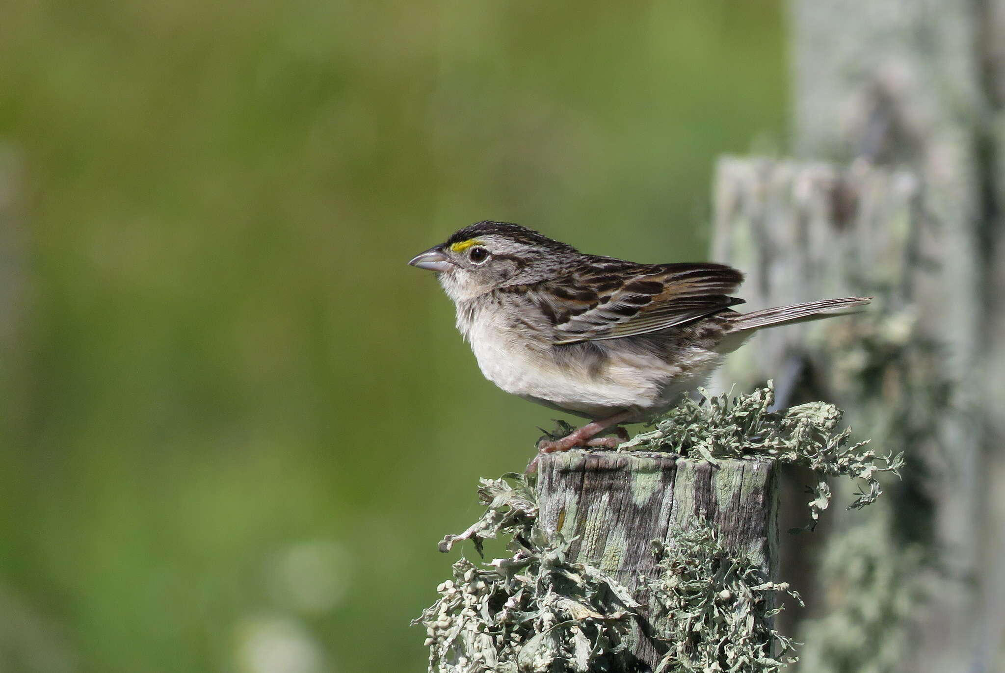 Image of Grassland Sparrow