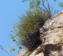 Image of Euphorbia ceroderma I. M. Johnst.