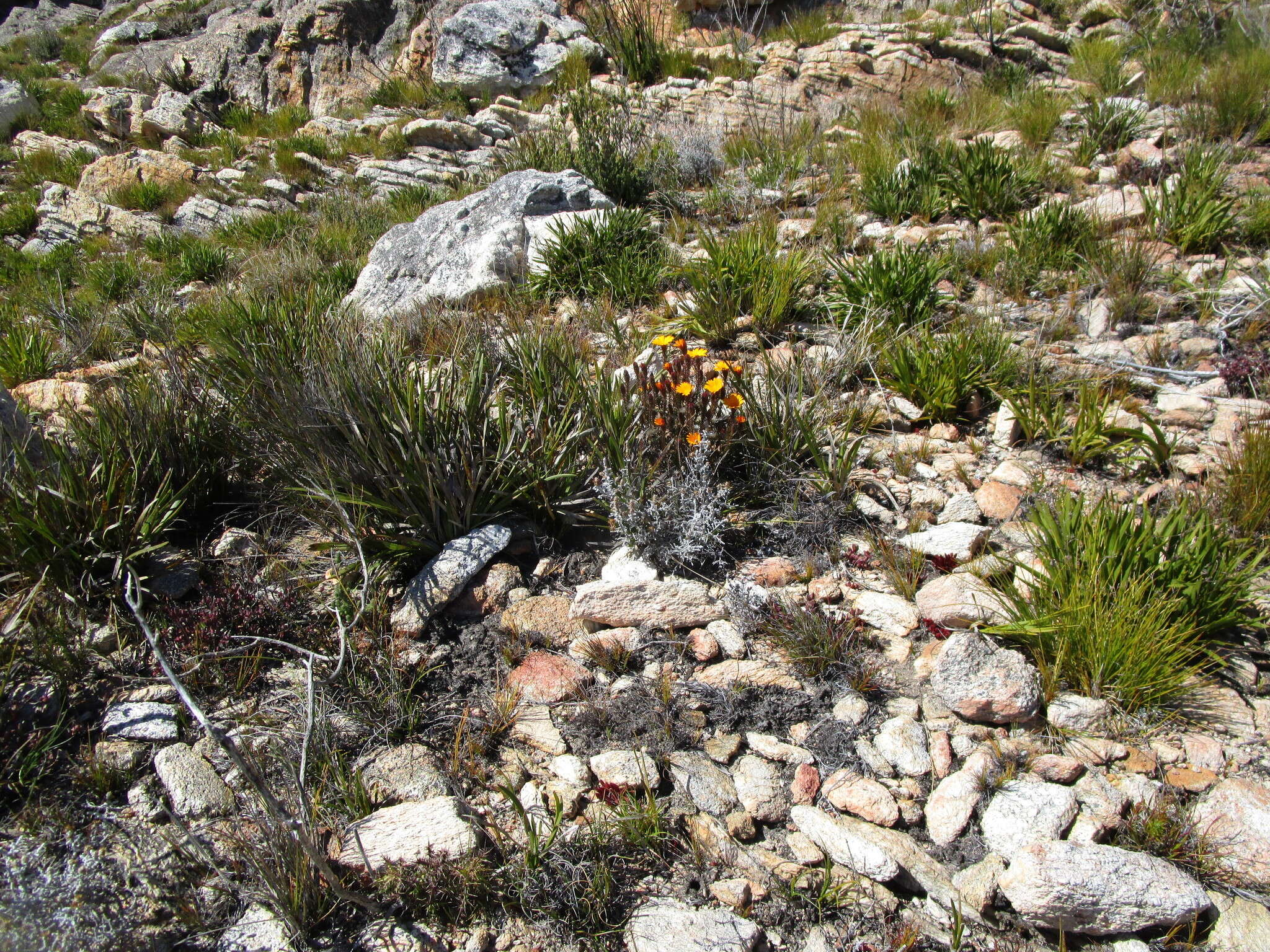 Image de Oedera decussata (L'Hér.) N. G. Bergh