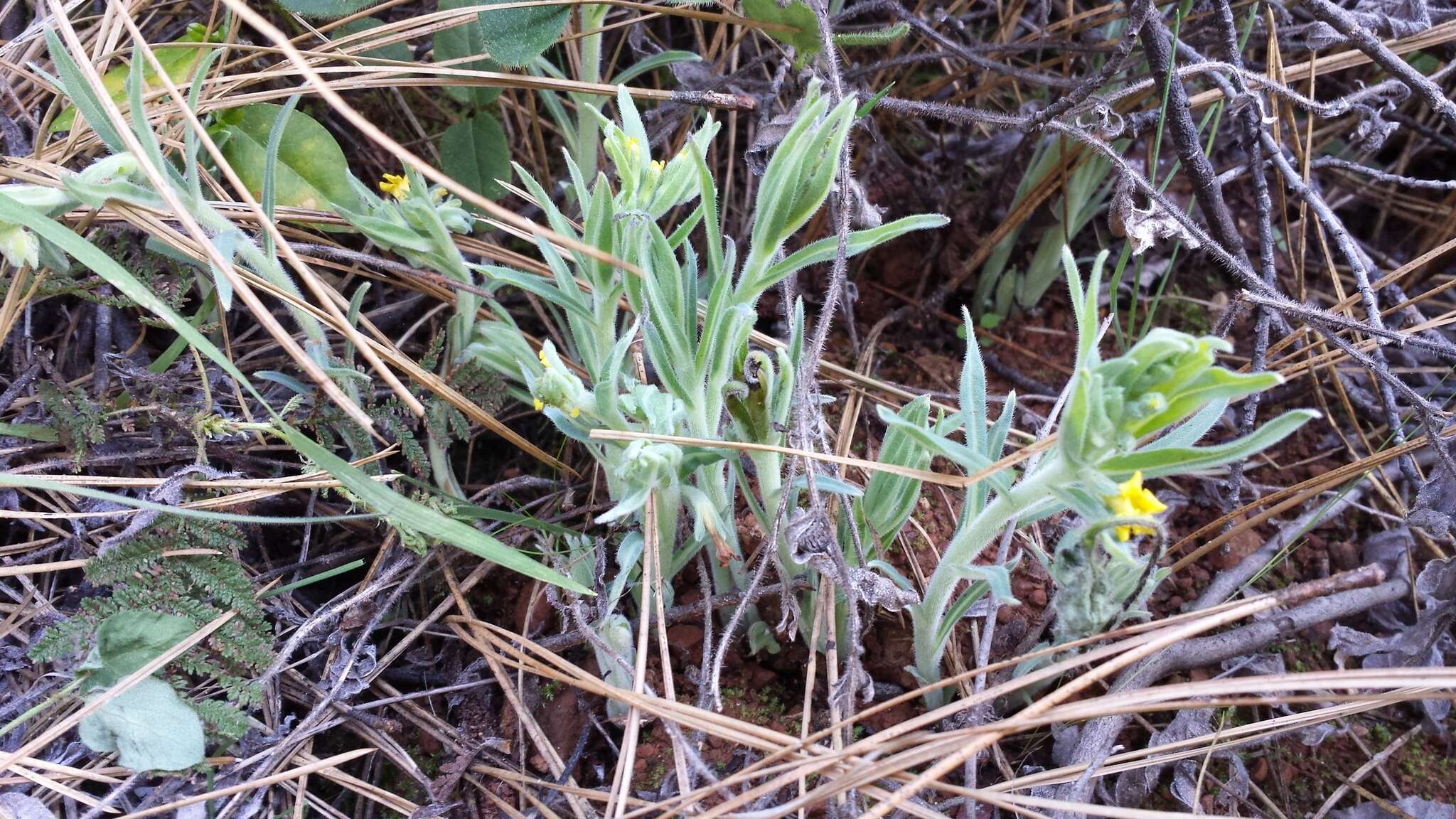 Image of California stoneseed