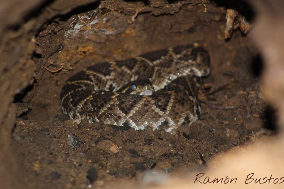 Image of Basilisk Rattlesnake