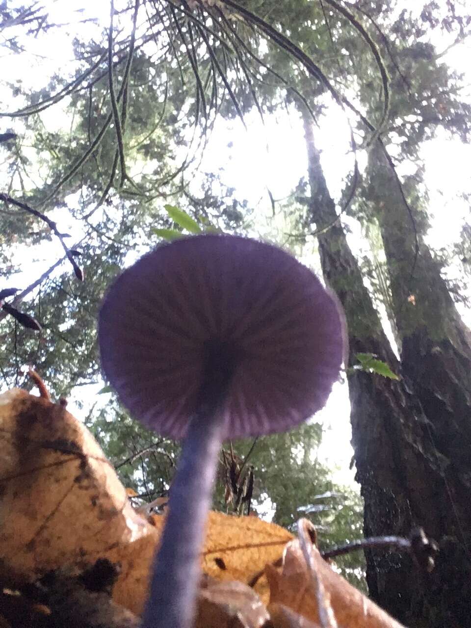 Image of Entoloma occidentale (Murrill) Blanco-Dios 2015