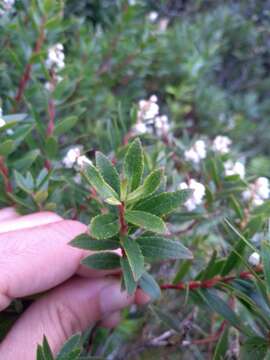 Слика од Gaultheria ulei Sleum.