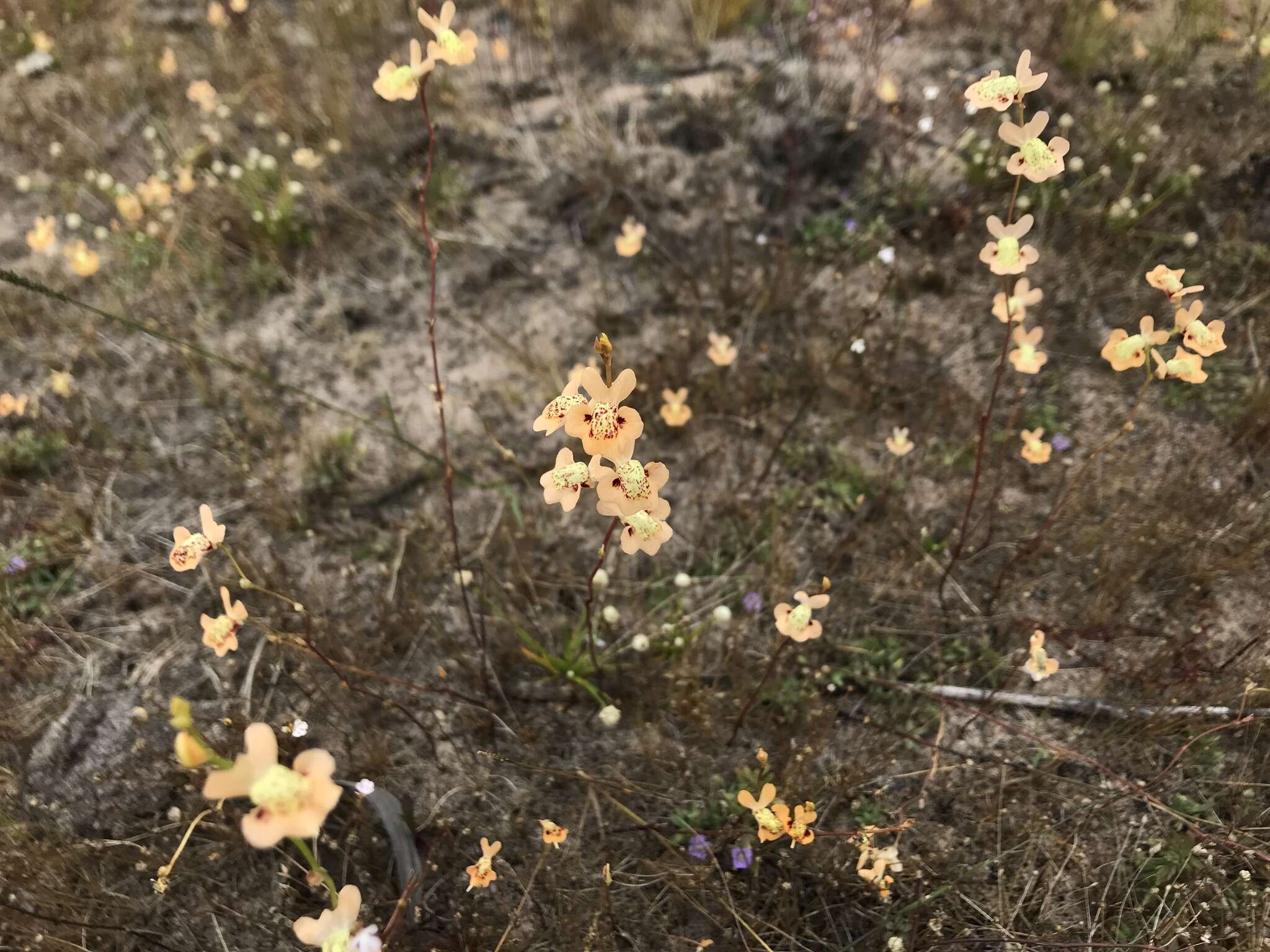 Sivun Utricularia fulva F. Muell. kuva