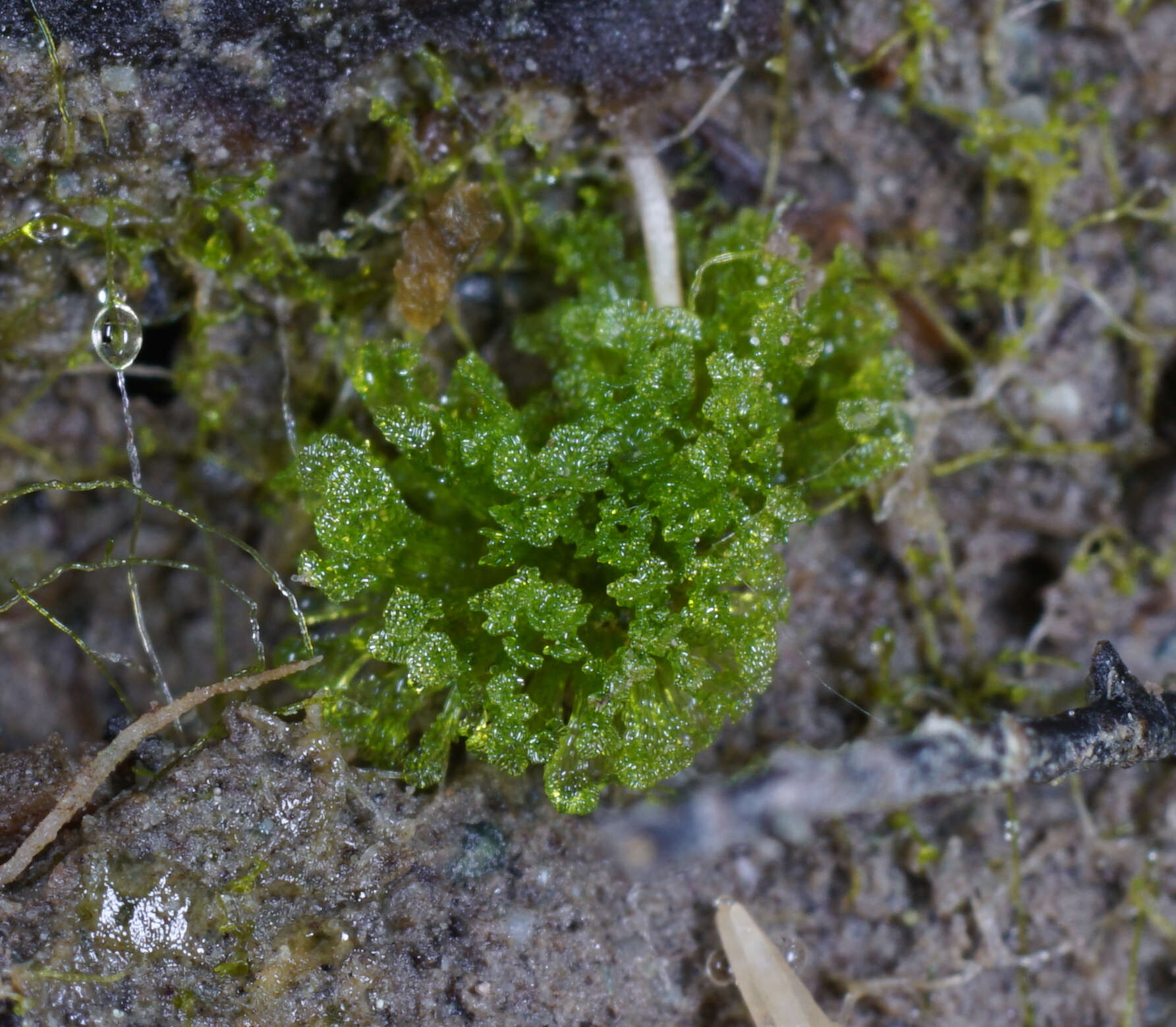 Image of hornwort