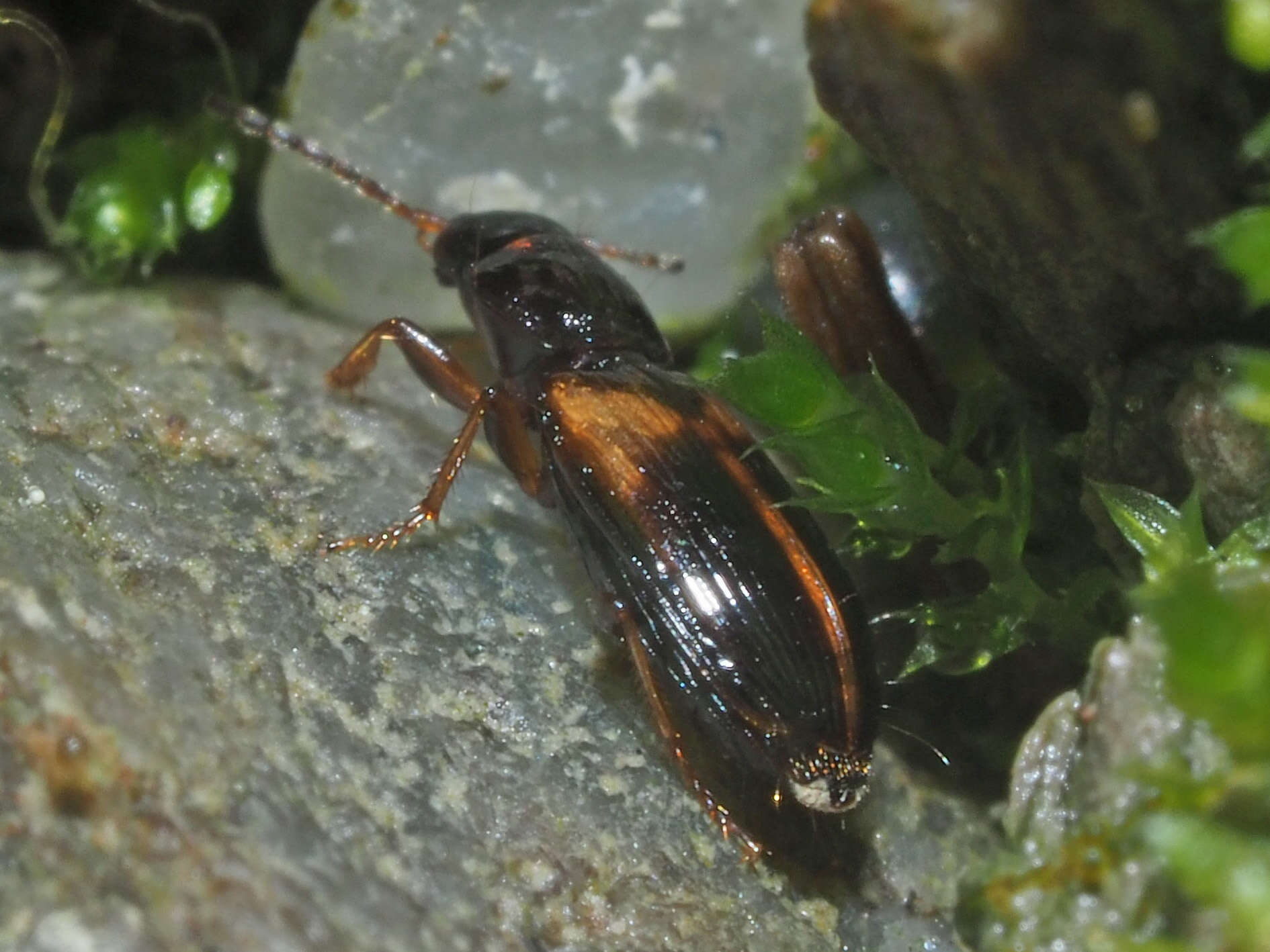 Image of Carabidae