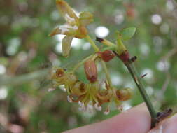 Imagem de Smilax excelsa L.