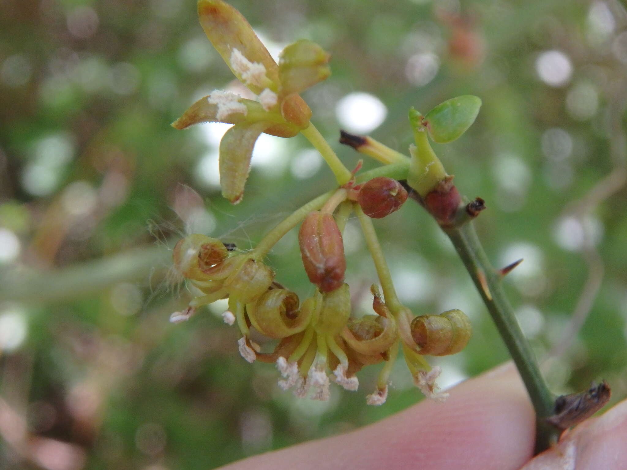 Smilax excelsa L. resmi