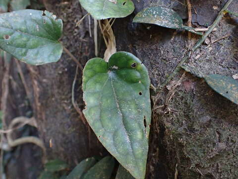 Image of Piper austrosinense Y. C. Tseng