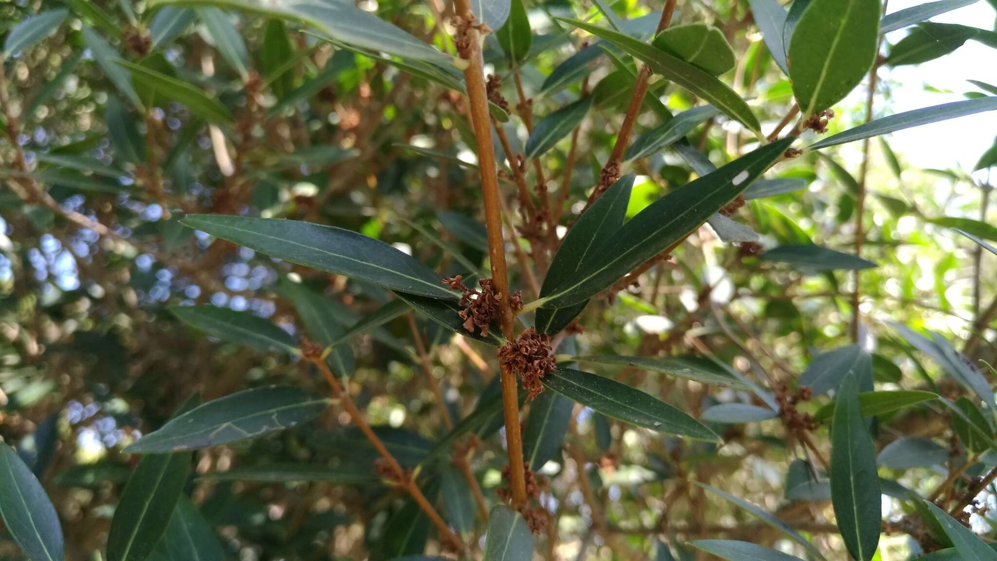 Image of Green Olive Tree