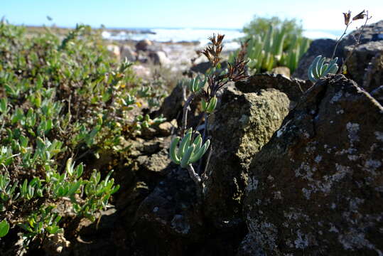 Tylecodon fragilis (Dyer) H. Tölken resmi