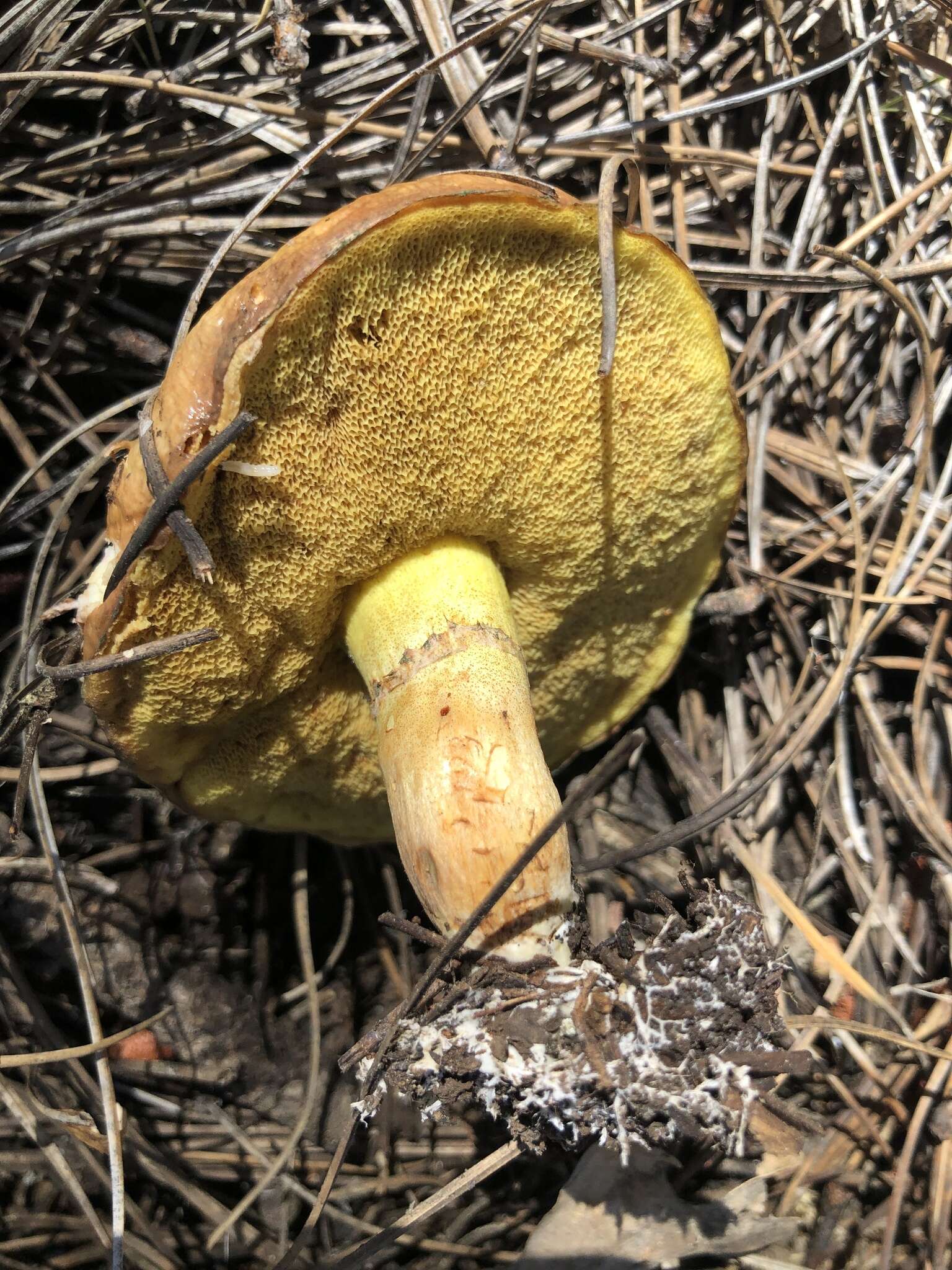 Plancia ëd Suillus occidentalis Thiers 1976